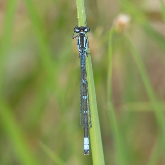 Coenagrion lunulatum male-3.jpg